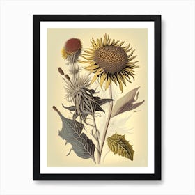 Elecampane Spices And Herbs Retro Drawing 1 Art Print