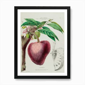 Pomegranate Fruit Art Print