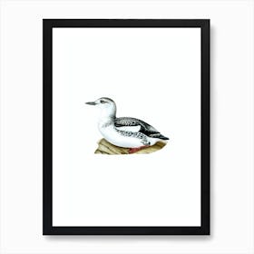 Vintage Black Guillemot Bird Illustration on Pure White n.0059 Art Print