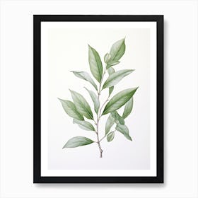 Bay Leaves Vintage Botanical Herbs 2 Art Print