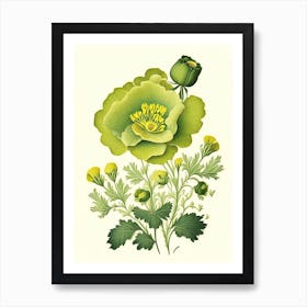 Buttercup 2 Floral Botanical Vintage Poster Flower Art Print