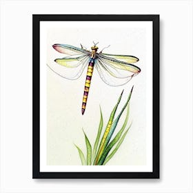 Banded Pennant Dragonfly Watercolour Ink Pencil 1 Art Print