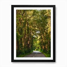 Road In The Woods Art Print