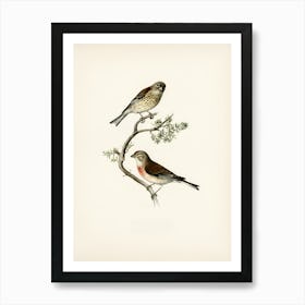 Two Birds Perched On A Branch 3 Art Print