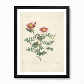 Rose Illustration, Pierre Joseph Redoute, Pierre Joseph Redoute(132) Art Print