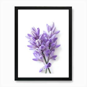 Lilacs Poster