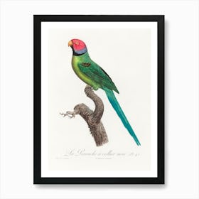The Rose Ringed Parakeet From Natural History Of Parrots, Francois Levaillant Art Print