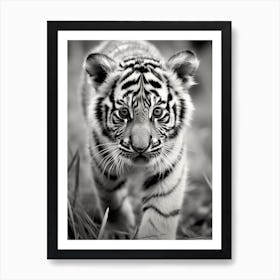 Black And White Photograph Of A Tiger Cub Art Print