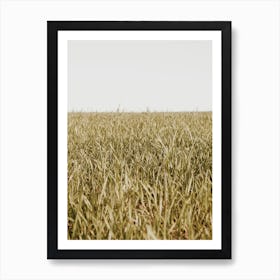 Grassy Spring Meadow Affiche