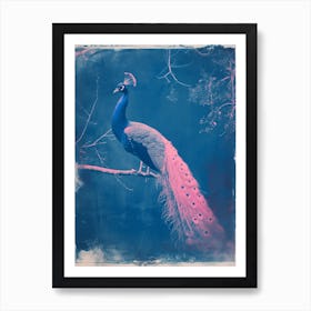 Blue & Pink Peacock On A Tree 1 Art Print