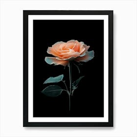 Peach Rose 2 Art Print