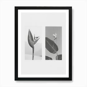 Bird Of Paradise Flower Photo Collage 3 Art Print