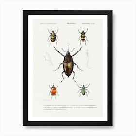 Different Types Of Weevils, Charles Dessalines D' Orbigny Art Print