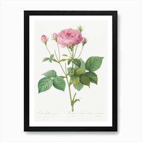 Rosa Gallica Granules, Pierre Joseph Redoute Art Print