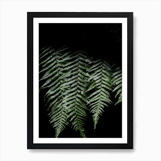 New Zealand Ferns In The Sunshine Art Print