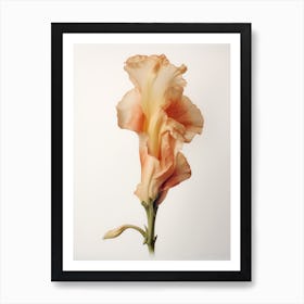 Pressed Flower Botanical Art Gladiolus 1 Art Print