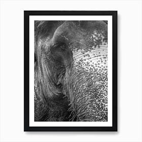 Black And White Elephant Art Print