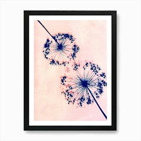 Pink blue alliums Art Print