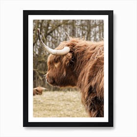 Highland Cow In Holland Art Print