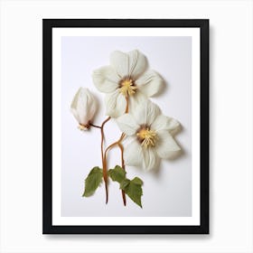 Pressed Wildflower Botanical Art Mayapple Art Print