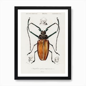 Enoplocerus Armillatus, Charles Dessalines D' Orbigny Art Print