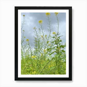 Yellow Mustard Flowers Art Print