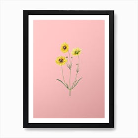 Vintage Perennial Dyer's Coreopsis Flower Botanical on Soft Pink n.0433 Art Print
