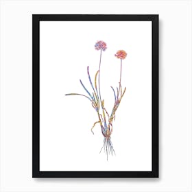 Stained Glass Allium Carolinianum Mosaic Botanical Illustration on White n.0062 Art Print