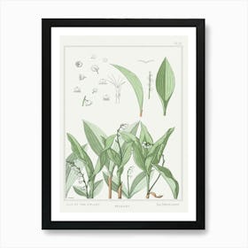 Lily Of The Valley From The Plant And Its Ornamental Applications (1896), Maurice Pillard Verneuil Art Print