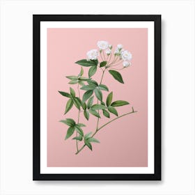 Vintage Lady Bank's Rose Botanical on Soft Pink Art Print
