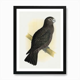 Parrot 25 Art Print