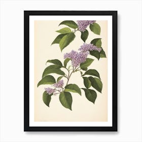 Lilac Vintage Botanical Flower Art Print