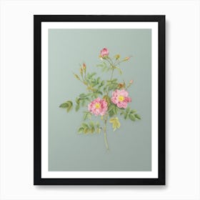 Vintage Pink Rosebush Bloom Botanical Art on Mint Green n.0265 Art Print