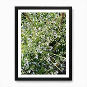 Forget Me Nots Poster