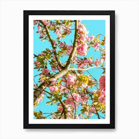 Cherry Trees In Bloom 04 Art Print