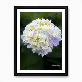 Hydrangea Photography Art Print