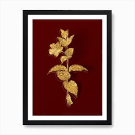 Vintage Greater Periwinkle Flower Botanical in Gold on Red n.0471 Art Print