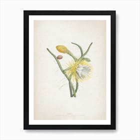 Vintage Ehret 1 Cereus Gracilis Art Print