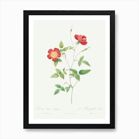 Rose Indica Stelligera, Pierre Joseph Redoute Art Print