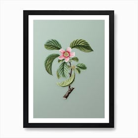 Vintage Chinese Quince Botanical Art on Mint Green n.0710 Art Print