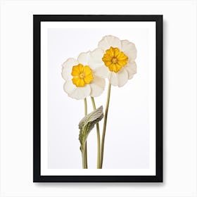 Pressed Wildflower Botanical Art Wild Primrose Art Print