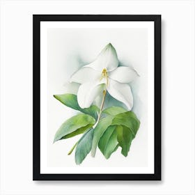 White Trillium Wildflower Watercolour 1 Affiche