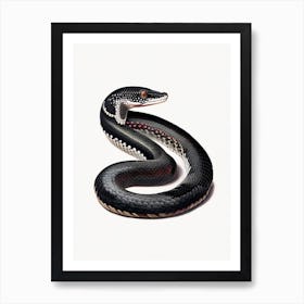 Mexican Black Kingsnake 1 Vintage Art Print