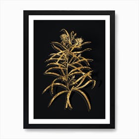 Vintage Narrow Leaved Spider Flower Botanical in Gold on Black n.0487 Art Print
