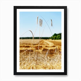Harvest Time Art Print