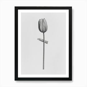 Tulip Flower Photo Collage 4 Art Print