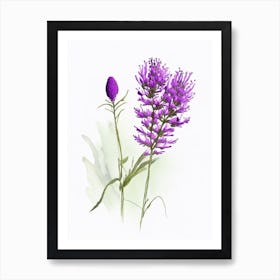 Purple Prairie Clover Wildflower Watercolour Art Print