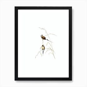 Vintage Long Tailed Grass Finch Bird Illustration on Pure White n.0289 Art Print