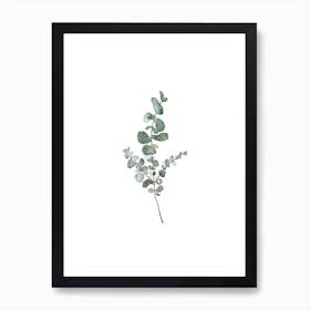 Eucalyptus Art Print