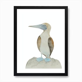 Blue-footed booby bird 2 Art Print